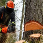 When Should You Actually Remove a Tree?