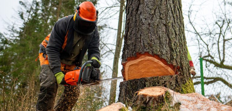 Tree Service Marketing Guide: How Local Businesses Can Maximize Seasonal Demand