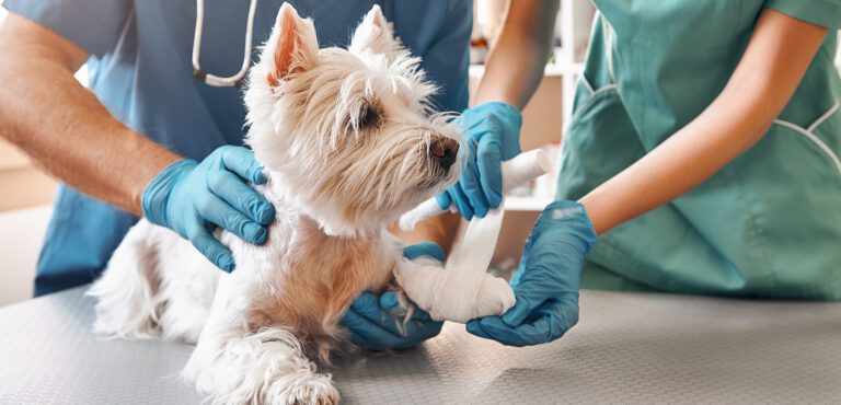 Grow Your Veterinary Practice: Local Marketing Strategies That Bring in More Clients