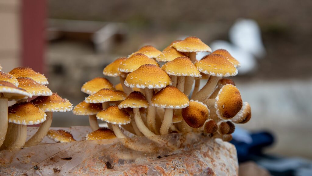Grown as Nature Intended: Exceptional Mushrooms Cultivated for Flavor, Freshness, and Wellness