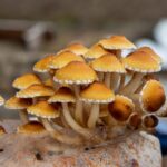 Grown as Nature Intended: Exceptional Mushrooms Cultivated for Flavor, Freshness, and Wellness