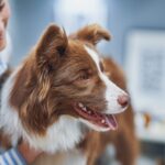 Why the Canine Distemper Vaccine Is a Big Deal (and Your Dog’s BFF!)