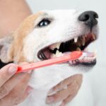 February is Pet Dental Month