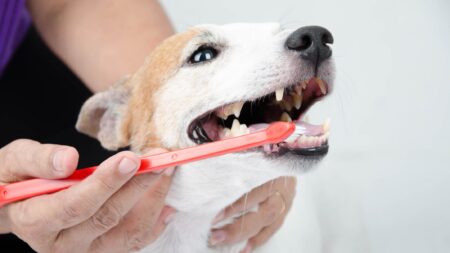 Brushing dog's teeth pet dental care
