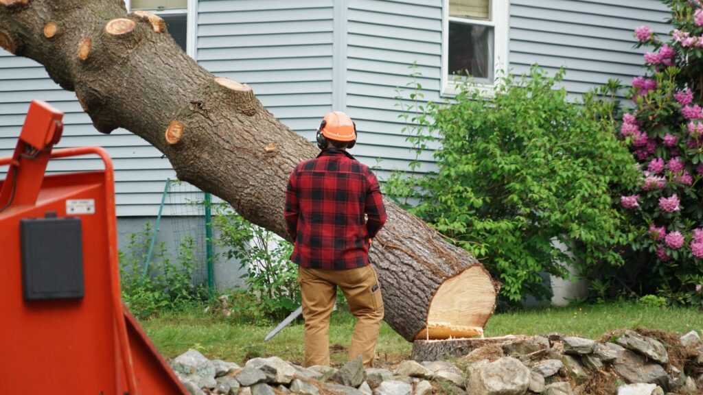 Proactive Tree Care: Protecting your propery and investment