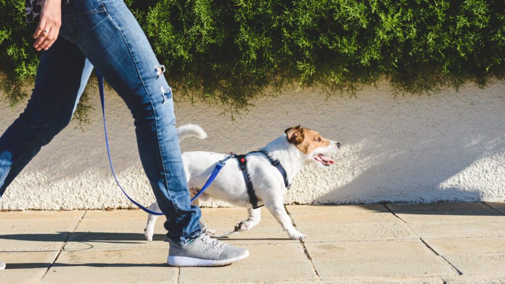 Keeping Pets Moving Safely: Low-Impact Fun and the Body Language That Guides You