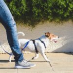 Keeping Pets Moving Safely: Low-Impact Fun and the Body Language That Guides You