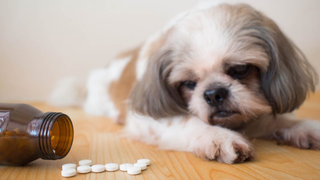 Vitamin Supplements That May Harm Your Pet