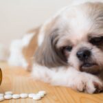 Vitamin Supplements That May Harm Your Pet