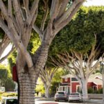 Understanding Tustin’s Housing Landscape in 2026