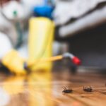 Cold Weather Doesn’t Stop Pests, but Ultimate Pest Solutions Can