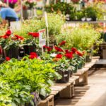 Coltrain Garden Center: Pitt County’s Newest Destination for Plant Lovers and Garden Enthusiasts