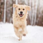 Why Pet Insurance Is the Unsung Hero of Modern Veterinary Care