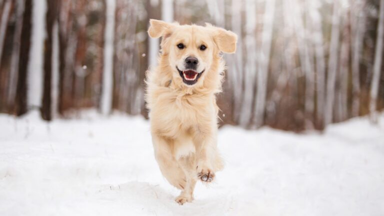 Fun, Responsible Canine Mountain Life