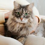 My Old Cat Is Losing Weight: Senior Care Tips From Animal Health Center