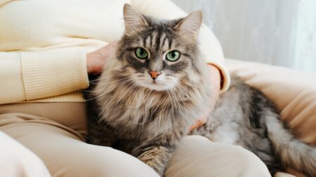 Gray cat on woman's lap