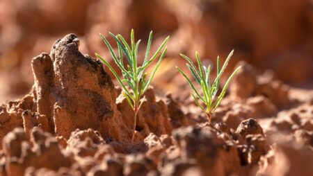 Green plant germinating on the biological soil crust, Canyonlands National Park, UT Swaner Preserve & EcoCenter Utah Extreme Environments