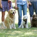 Bringing Peace of Mind to Our Patients and Their Pets