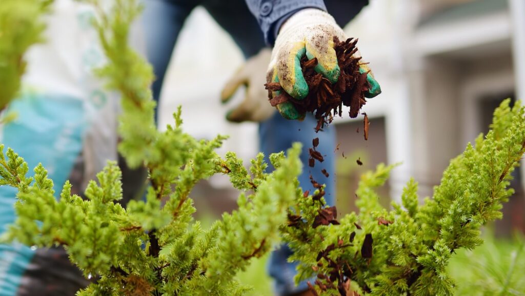 Winter Wisdom: Why January Is the Ideal Time to Prepare Your Yard for Spring