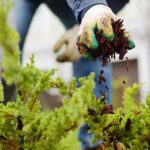 Winter Wisdom: Why January Is the Ideal Time to Prepare Your Yard for Spring