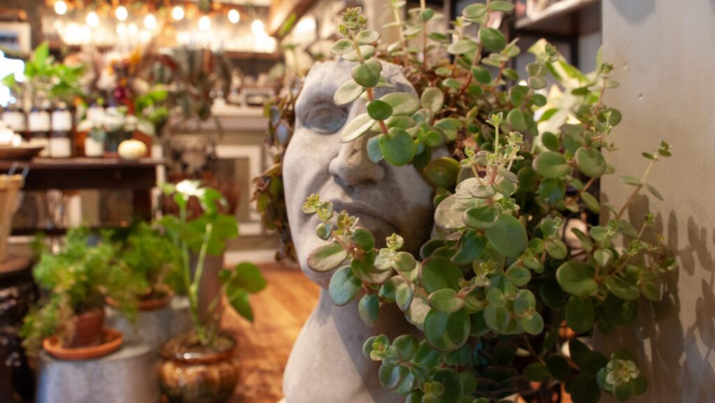 Quick Tips for Caring for Indoor Plants from Samantha’s Gardens
