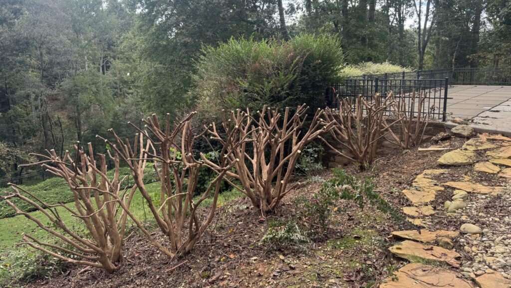 Pruning is Not Punishment