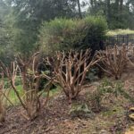 Pruning is Not Punishment