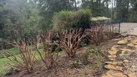 Nature’s Canopy tree