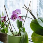 The Best Indoor Plants for Your Home