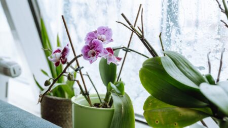 Orchids winter houseplants