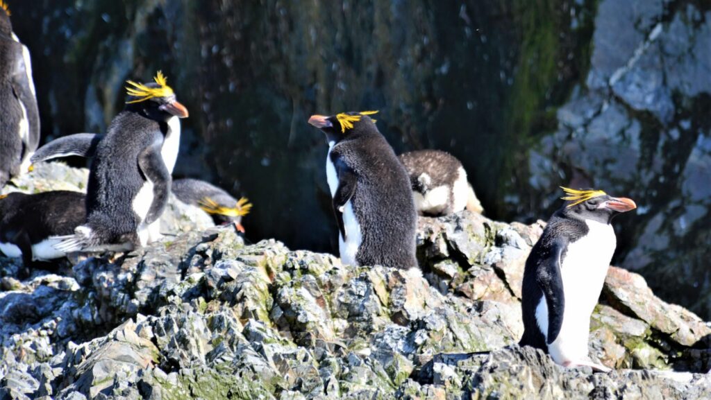 Polar Bears or Penguins, Poles Apart, All Magical