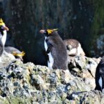 Polar Bears or Penguins, Poles Apart, All Magical
