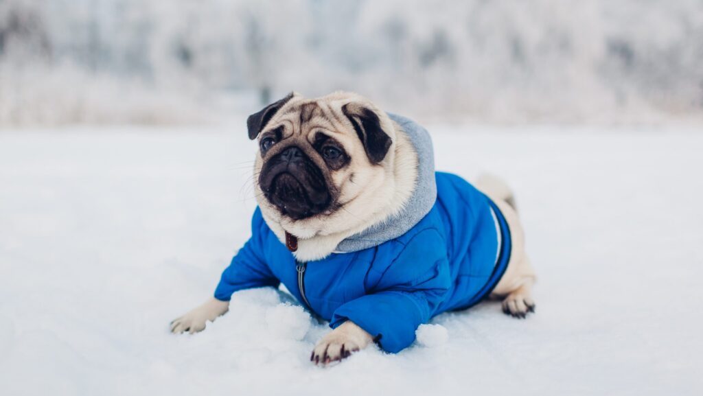 Cold Weather Safety with Fox Run Animal Hospital