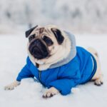 Cold Weather Safety with Fox Run Animal Hospital