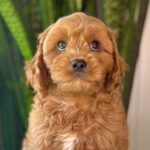 The Cavapoo: America’s Favorite Little Companion