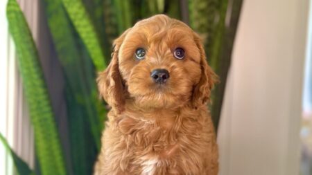 Simply Southern Pups puppy