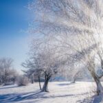 Protecting Trees from Winter Damage