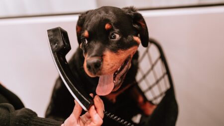 Lustre of Pearl dog on phone