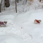 Do Dogs Need New Year’s Resolutions?