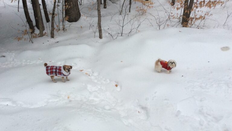 Do Dogs Need New Year’s Resolutions?