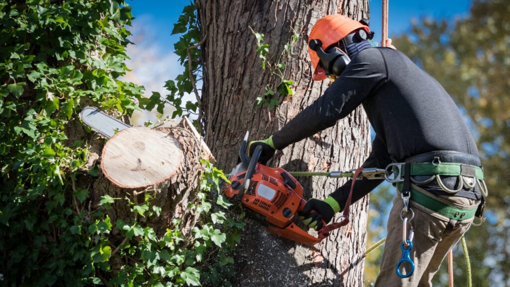 Robert’s Tree Service Inc.: A Family Tradition of Tree Care Excellence