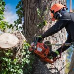 Robert’s Tree Service Inc.: A Family Tradition of Tree Care Excellence