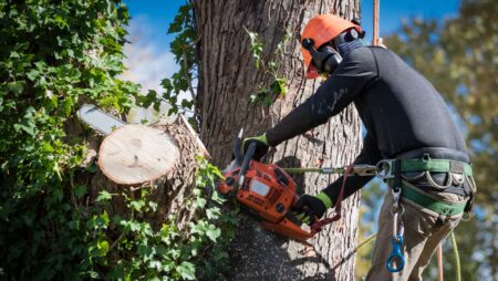 Tree service worker with chainsaw cutting down large tree