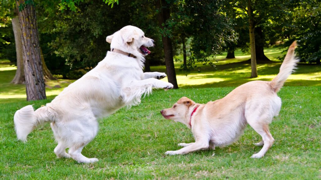 Tail-Wagging Tips on Play vs. Aggression