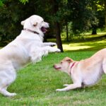 Truths About Grain Allergies in Pets