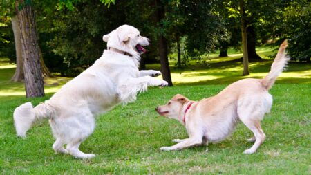 Two large dogs playing in yard