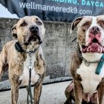 Why Real-World Dog Training Creates Real-Life Results