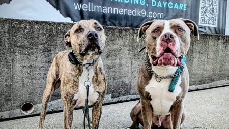 WMK9-Well Mannered K9 LLC Real-World Dog Training Lasting Results