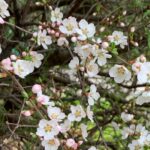 Growing Your Own Edible Garden for Year-Round Flavor and Color