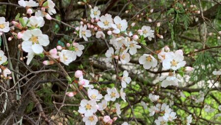 Welwyn Wong Landscape Design Growing Your Own Edible Garden Spring Apple Blossoms